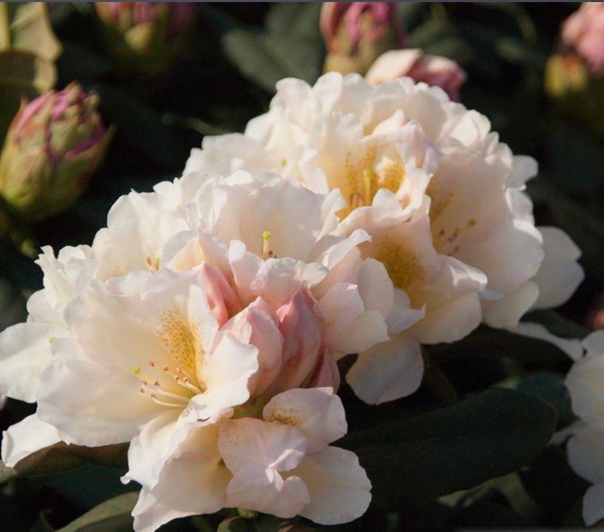 Фото Рододендрон «Chateau de Villandry»