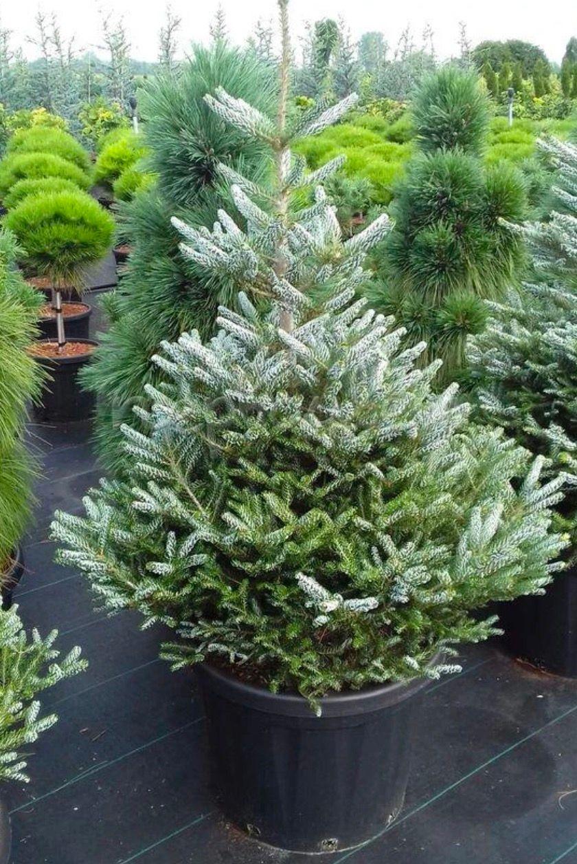 Фото Пихта корейская «Horstmann's Silberlocke»
