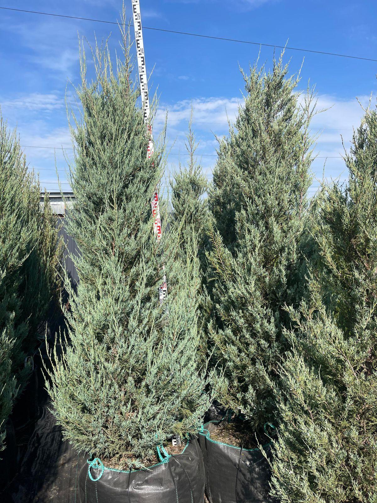 Фото Можжевельник скальный Скайрокет