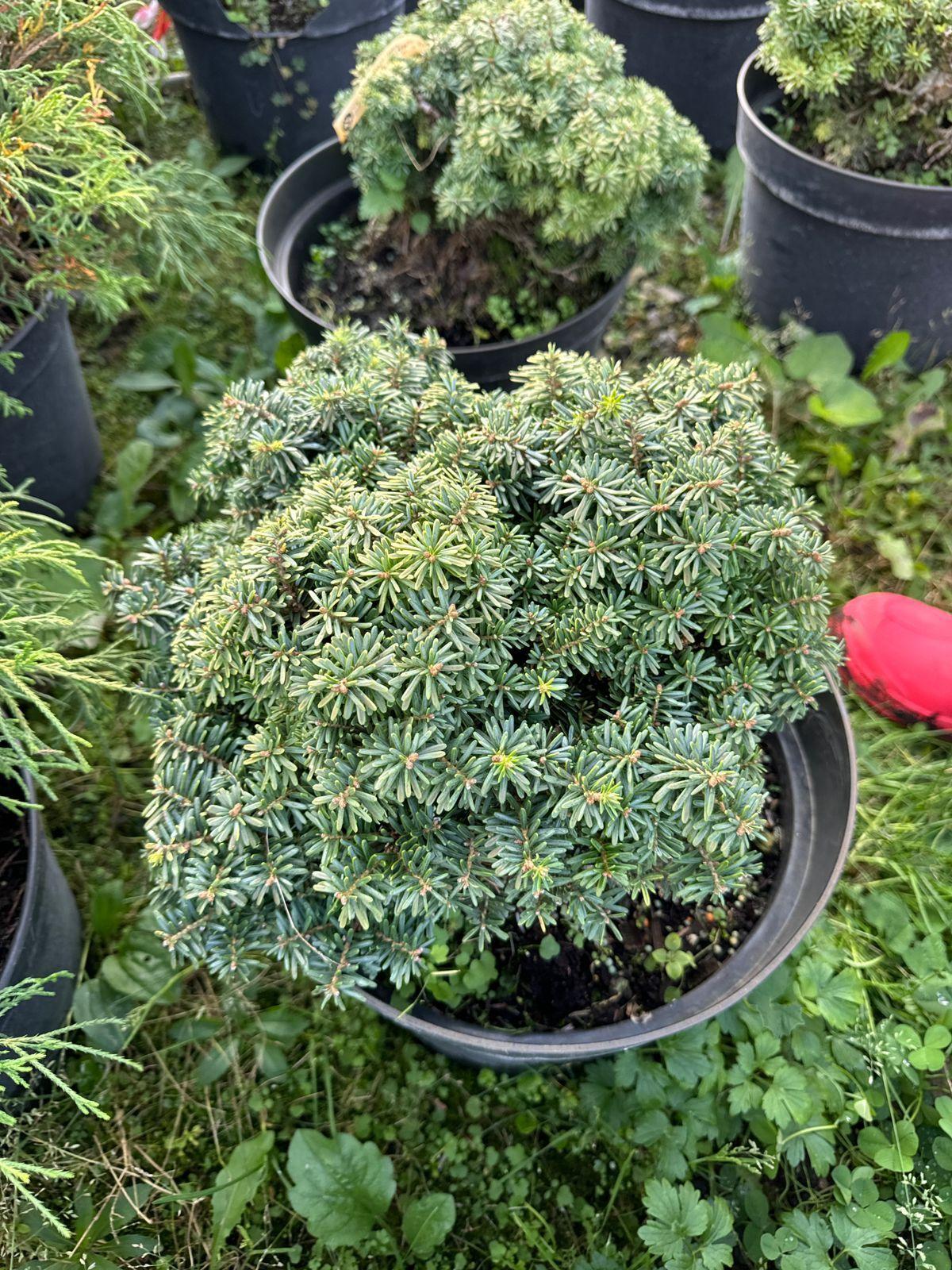 Фото Пихта корейская Цис