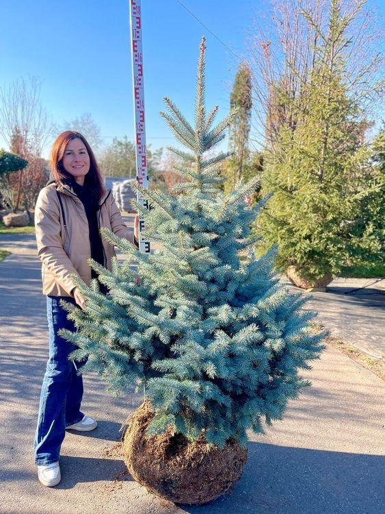 Фото Ель голубая, Супер Блю Сидлинг