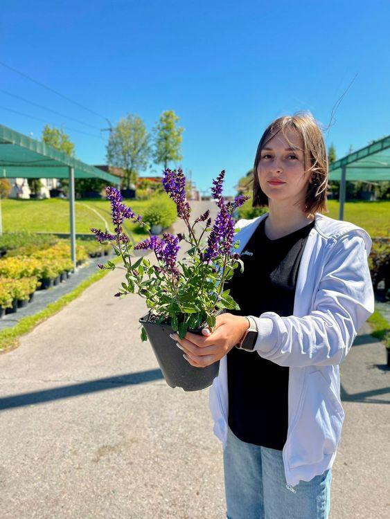 Фото Шалфей дубравный Базуин Дарк Найт