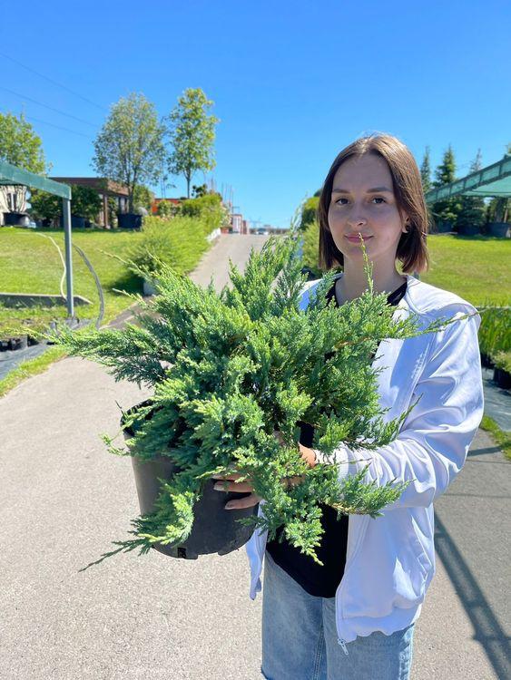 Фото Можжевельник горизонтальный Блю Чип