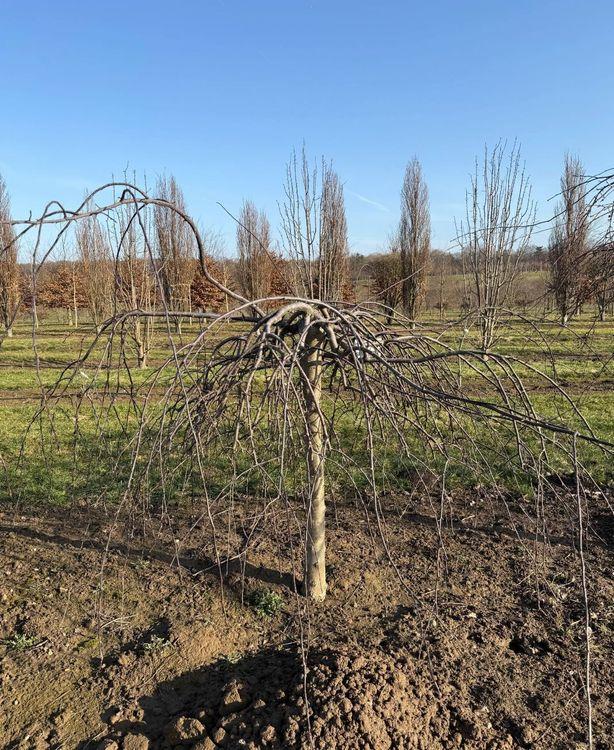 Фото Яблоня декоративная 'Royal Beauty'