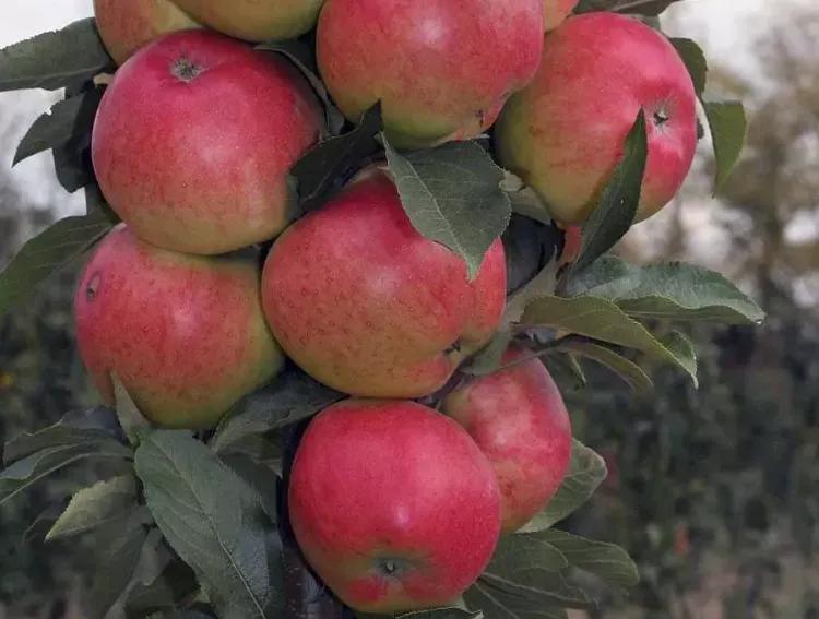 Фото Яблоня колоновидная Валюта
