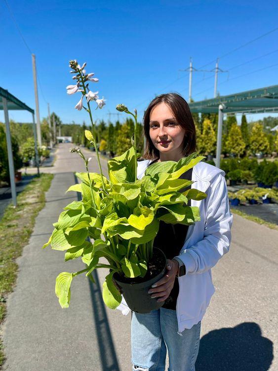 Фото Хоста форчуна Голд Стандарт