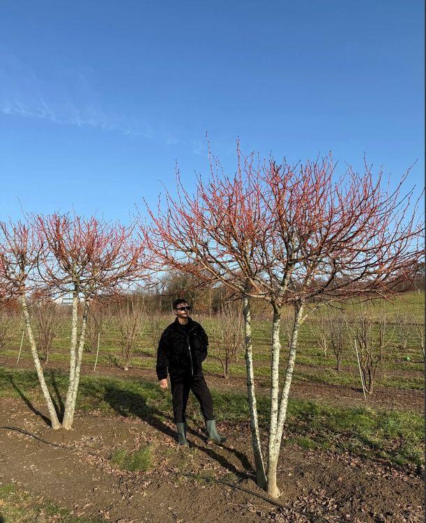 Фото Липа "Винтер Орандж" (форма Зонт)