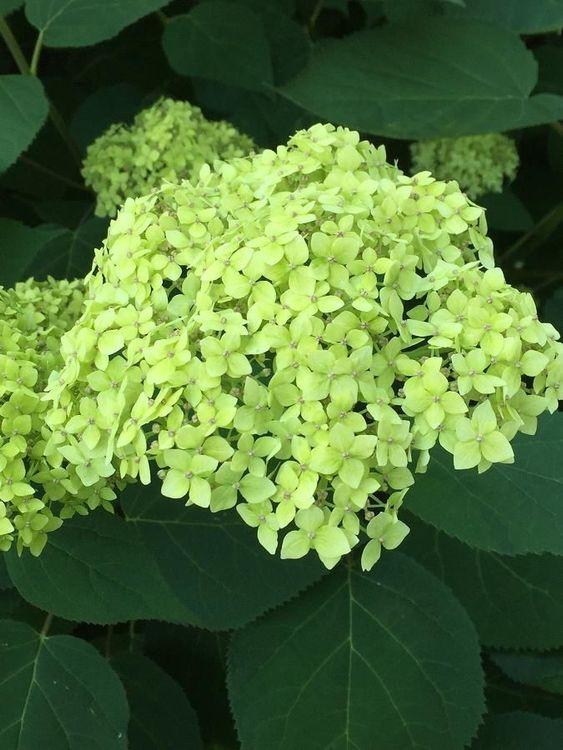 Фото Гортензия древовидная Лайм Рокет