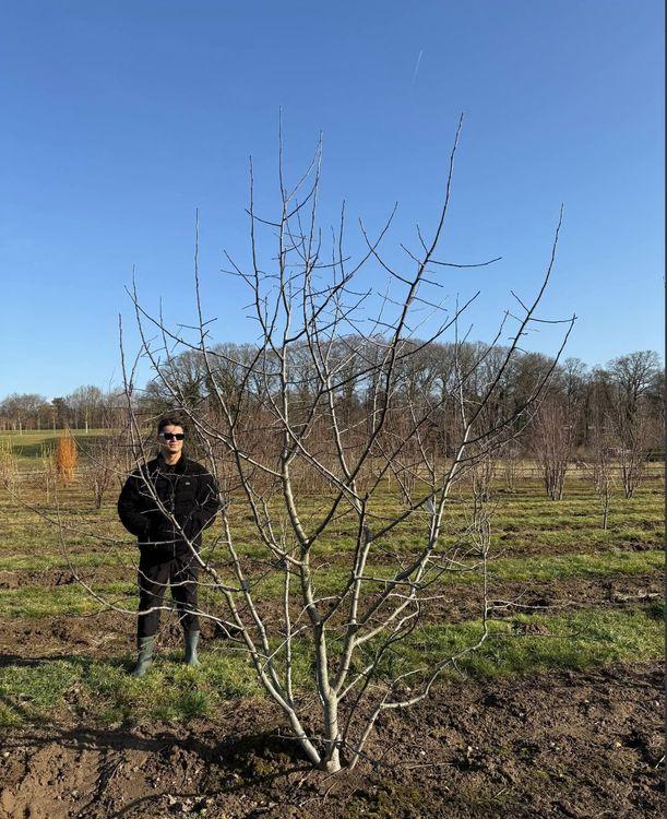 Фото Яблоня декоративная "Бренди Мейджик" (мультиштамб)