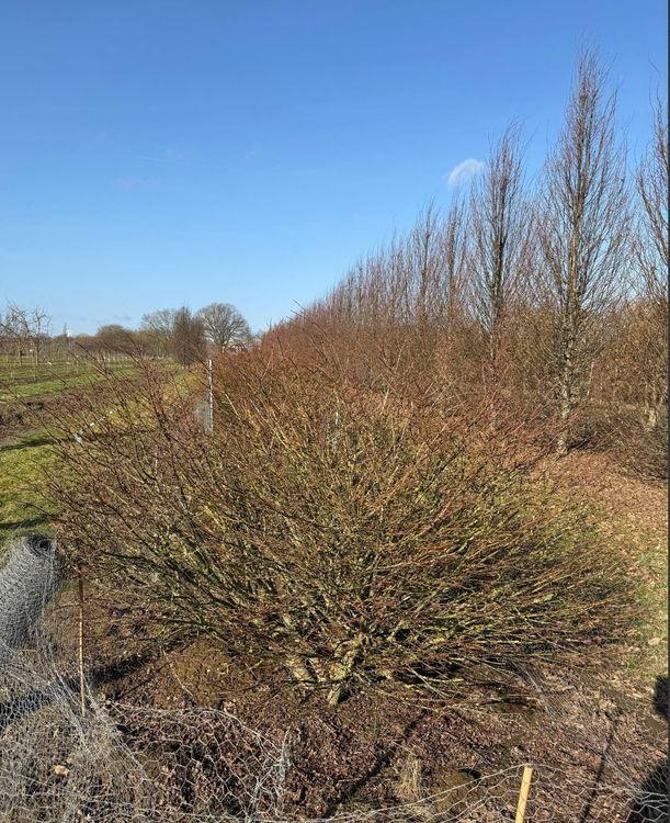 Фото Бересклет крылатый "Компактус" (форма ШАР) 