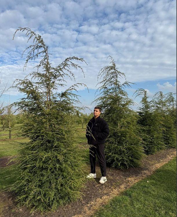 Фото Тсуга канадская