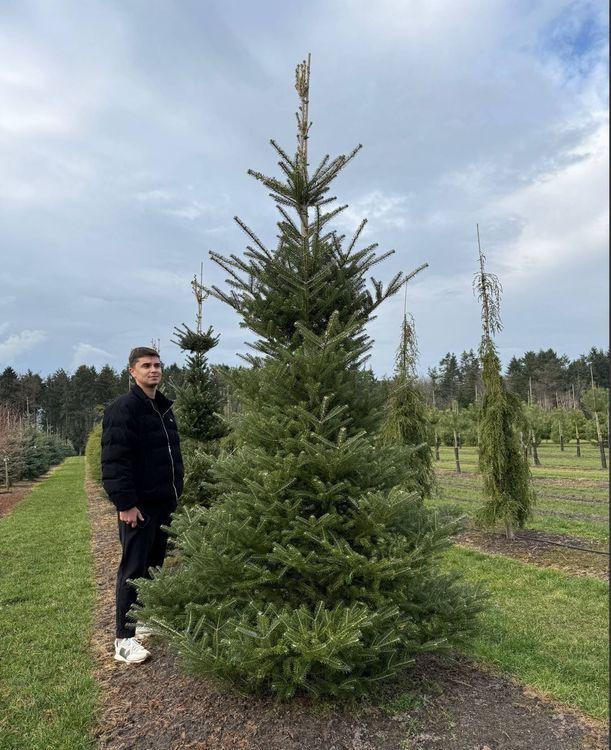 Фото Пихта корейская "Самлинг"