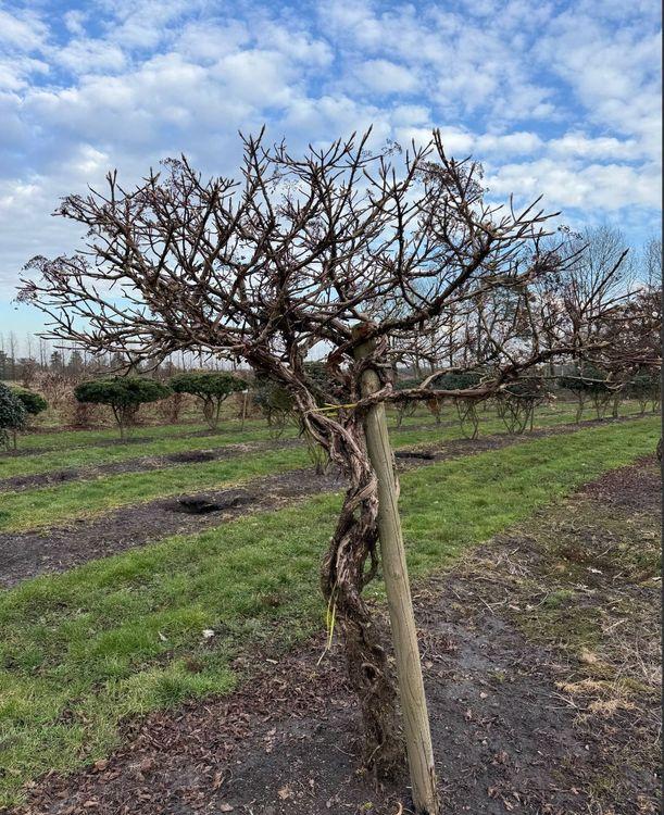 Фото Гортензия ползучая (форма ЗОНТ) 