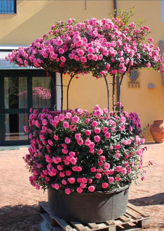 Фото Роза Плетистая ( форма Колодец )