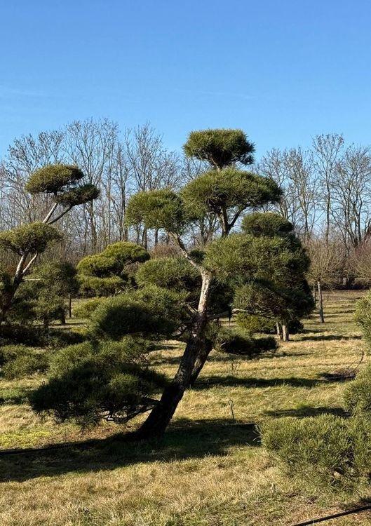 Фото Королевский бонсай (Ниваки из сосны обыкновенной), LUXX