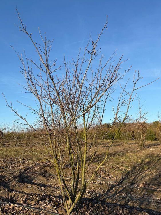 Фото Ирга канадская Ламарка (солитер, куст)