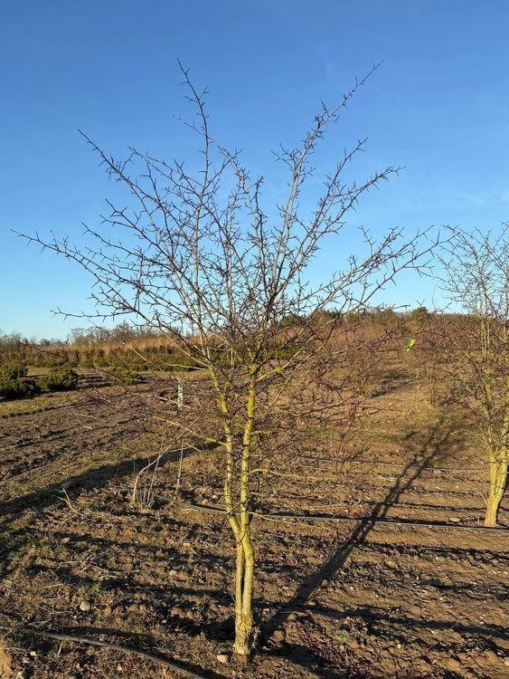 Фото Боярышник сливолистный