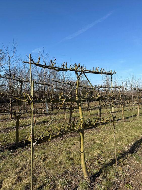 Фото Яблоня плодовая (форма Шпалера)