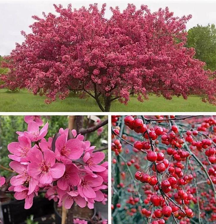 Фото Яблоня декоративная "Прэйрие Файр"