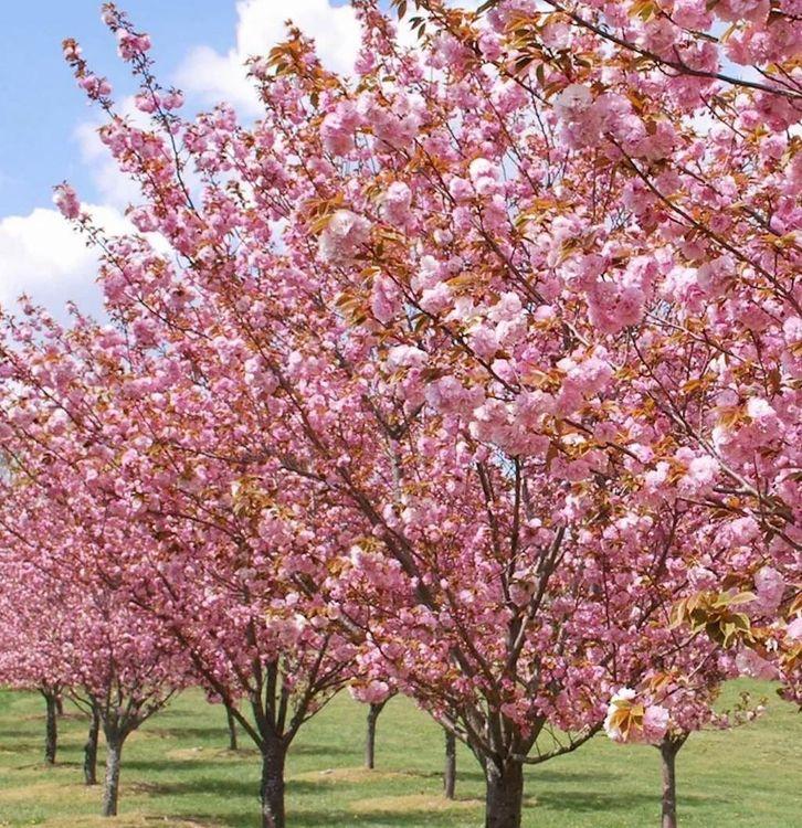 Фото Сакура (Вишня мелкопильчатая) «Kanzan»