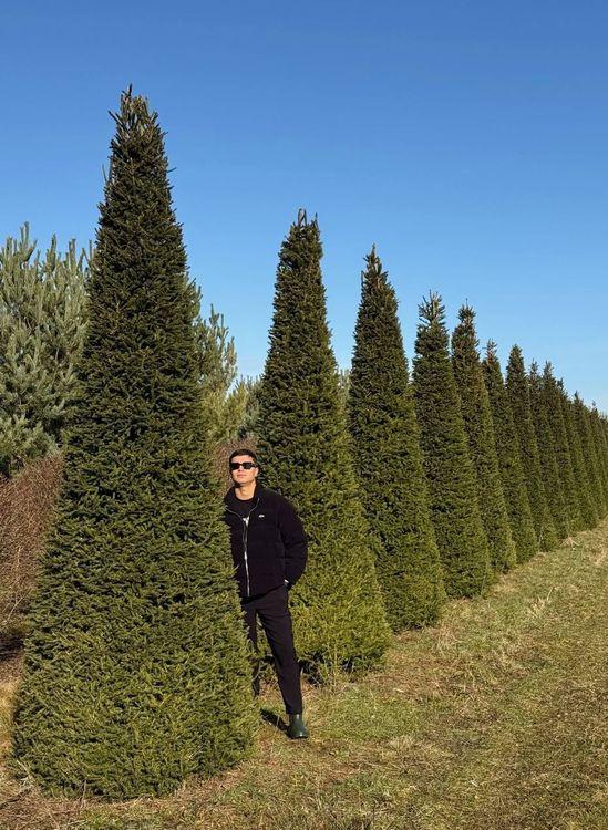 Фото Ель европейская (форма Конус)