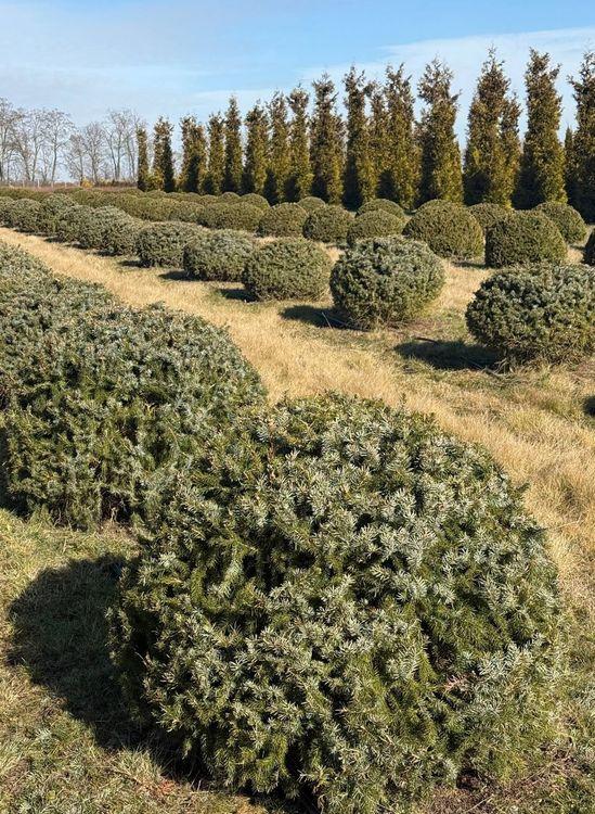 Фото Ель сербская (форма Шар)