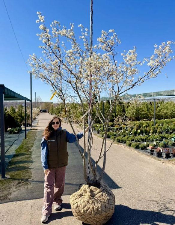 Фото Ирга Ламарка, Зонт