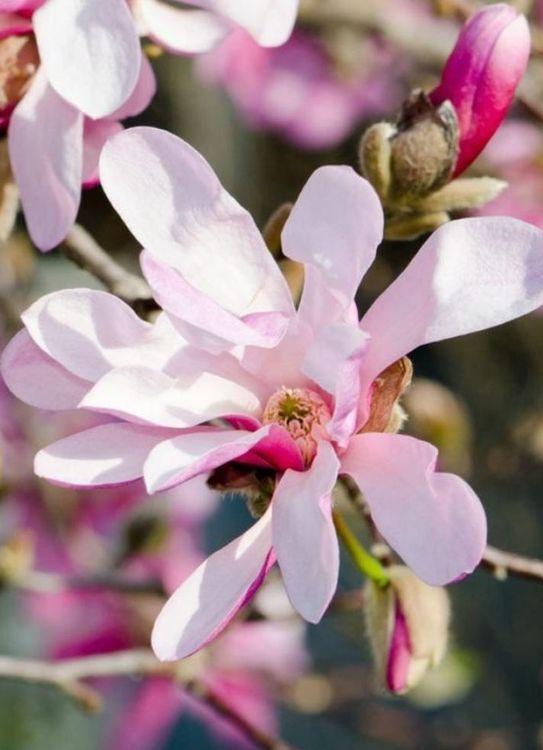 Фото Магнолия звездчатая "Rosea"