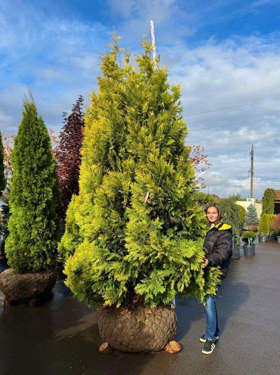 Фото Туя западная Еллоу Рибон