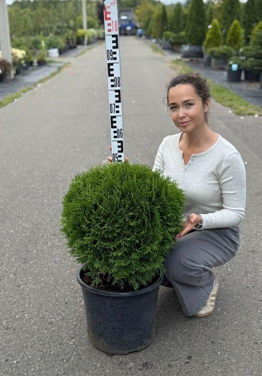 Фото Туя западная Литтл Джайнт