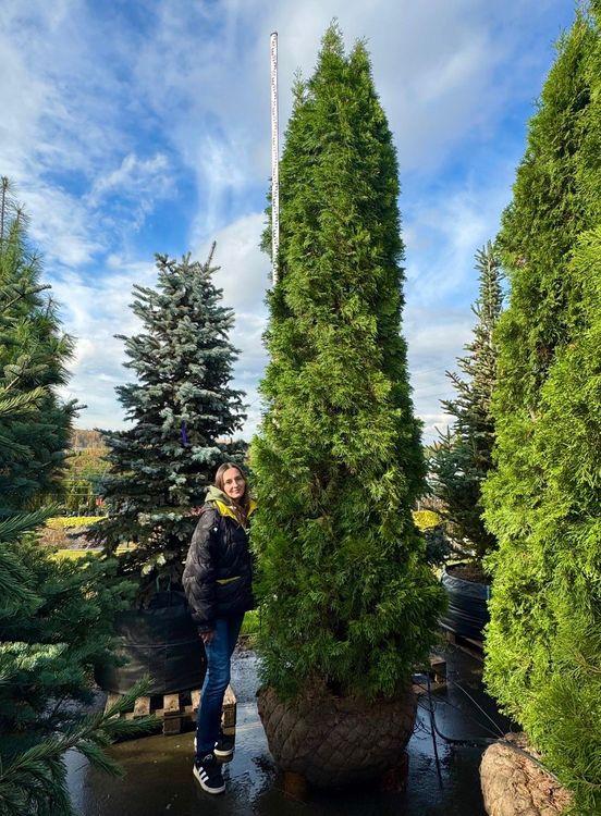 Фото Туя западная Смарагд