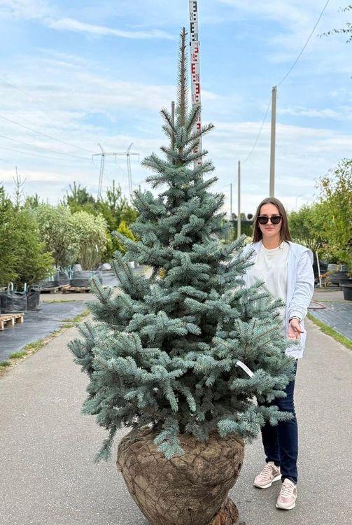 Фото Ель колючая Ольденбург