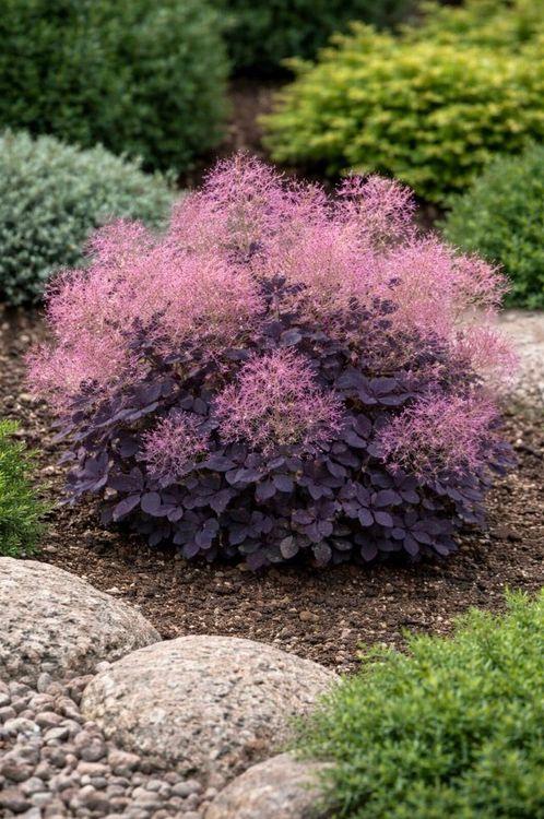 Фото Скумпия кожевенная «Lilla»