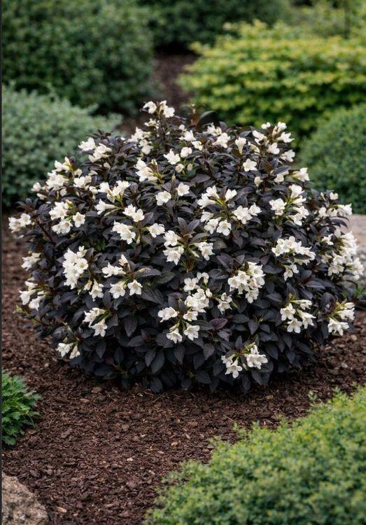 Фото Вейгела цветущая «Ebony and Ivory»