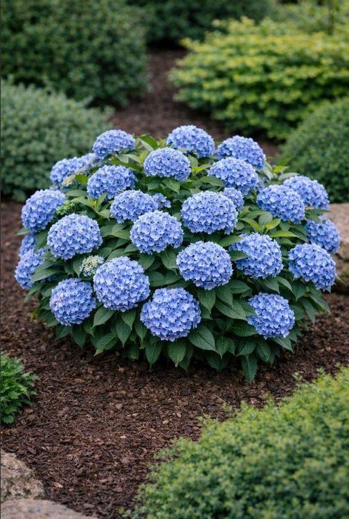 Фото Гортензия крупнолистная «Endless Summer blau»
