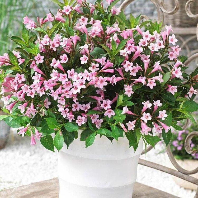 Фото Вейгела цветущая «Pink Poppet»