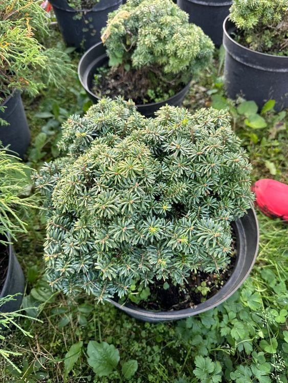 Фото Пихта корейская Цис