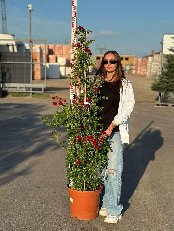 Фото Роза плетистая `Кримсон Силуэтта` Rosa (R) `Crimson Siluetta`®