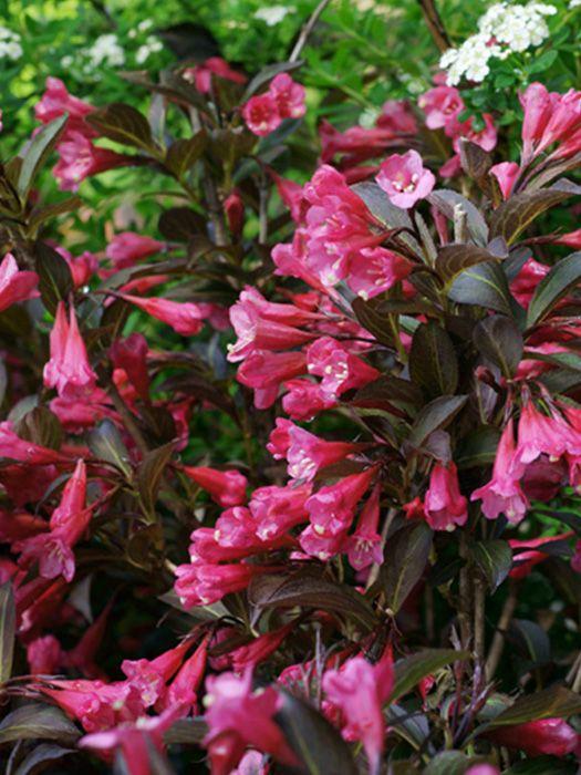 Фото Вейгела цветущая «Wine and Roses»