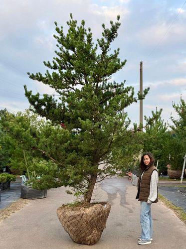 Фото Сосна Банкса