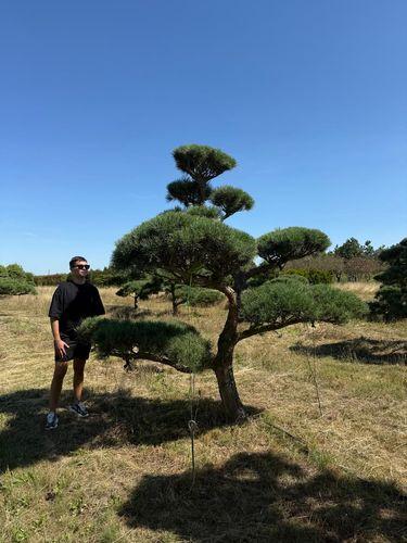 Фото Ниваки из сосны обыкновенной Pinus sylvestris 